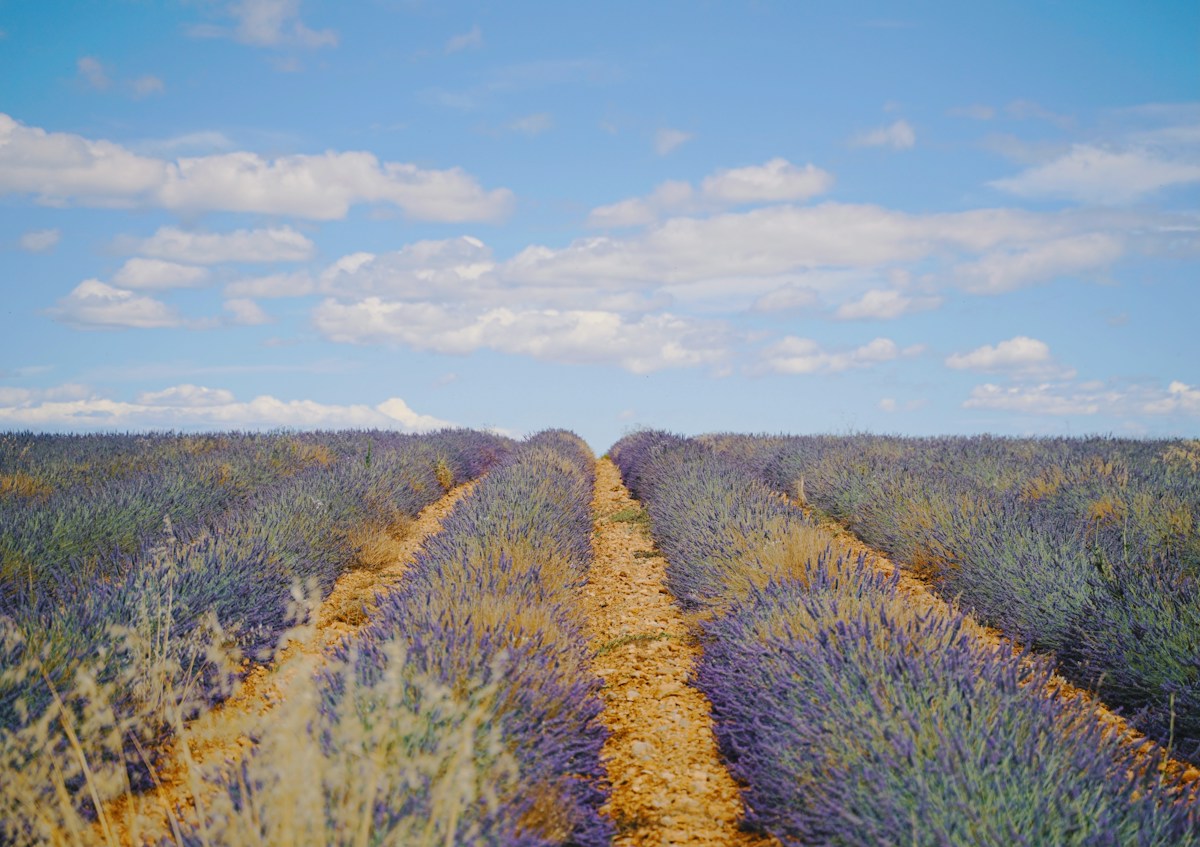 Campo de lavanda na Provence, França